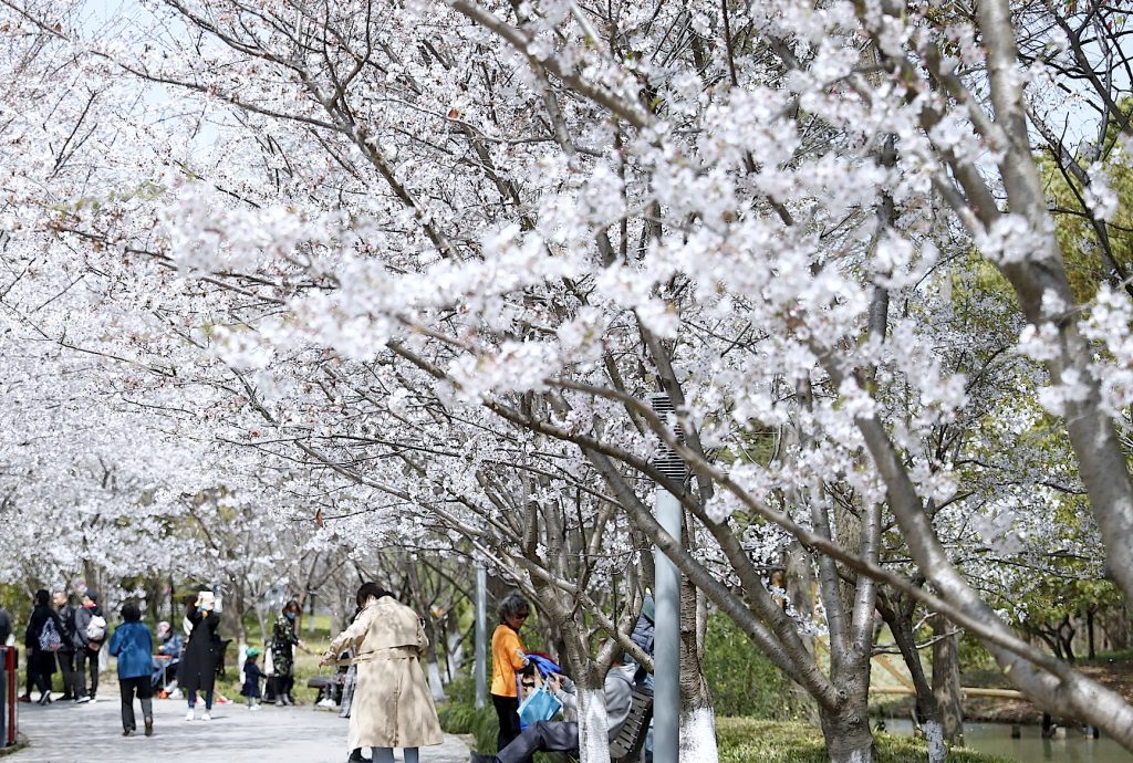 Парк Шицзи. Фото: Wenhui