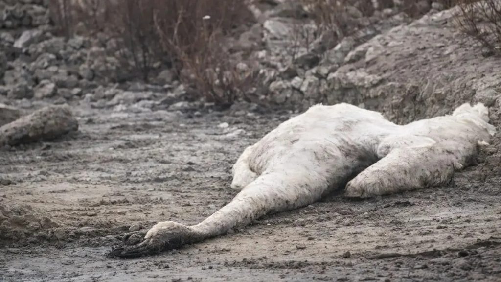 Массовая гибель лебедей на Каспии: возле Актау обнаружены десятки мертвых птиц