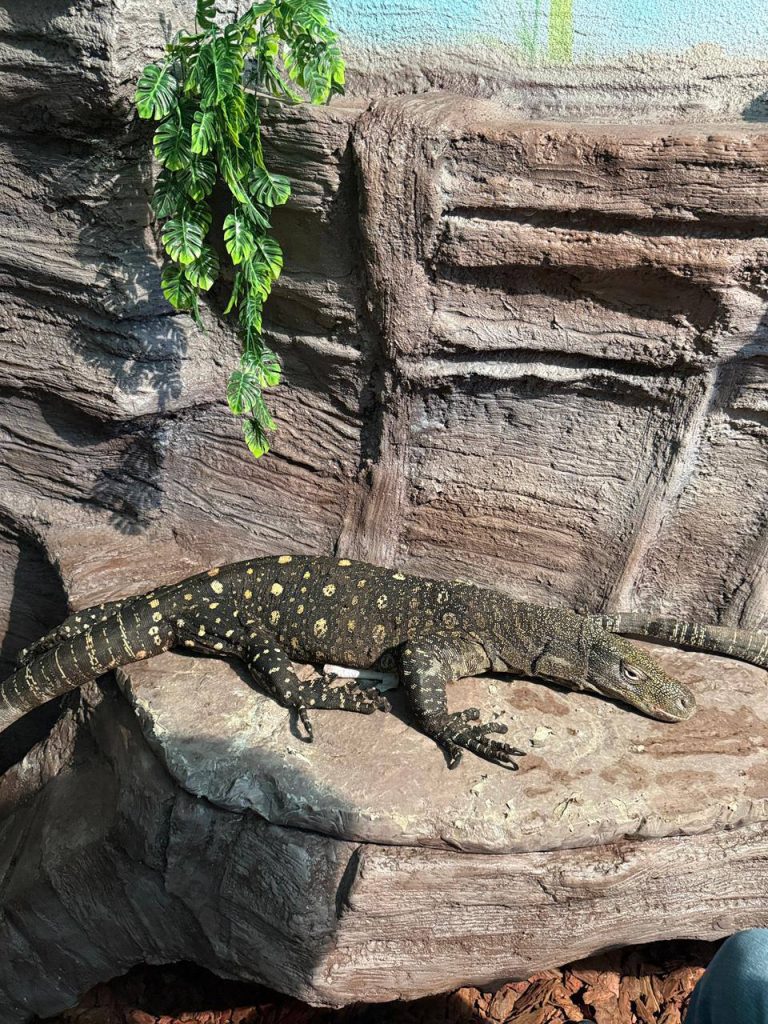 Сальвадор кесірткесі Алматы зообағында