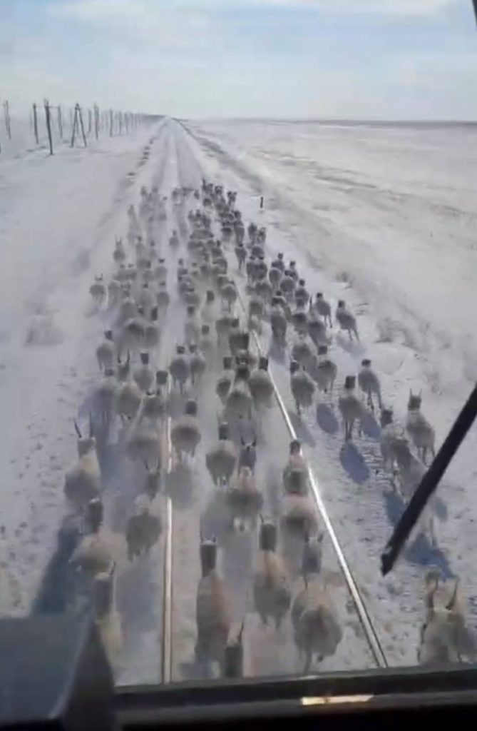 Теміржолдағы киіктердің қырылуына қатысты ҚТЖ мен инспекция текетіресі