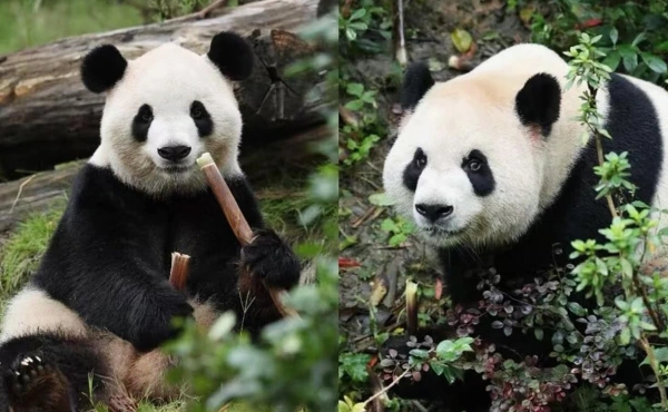 Фу Шуан и Пин-Пин (Фото: China Wildlife Conservation Association)