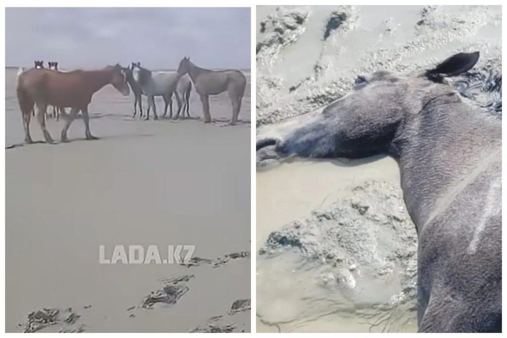 Маңғыстауда 100-ден астам жылқы қырылды