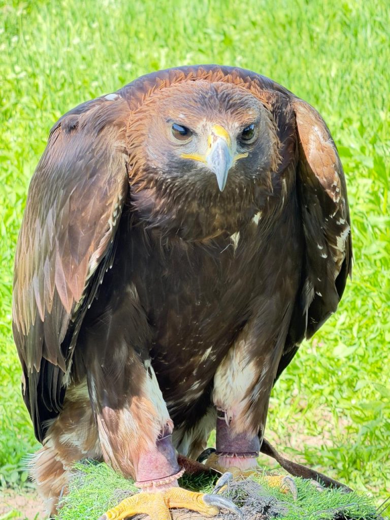 Беркут / фото Мадины Ашиловой