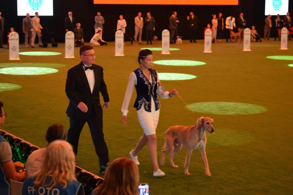 Казахский тазы завоевал чемпионские титулы на World Dog Show 2026