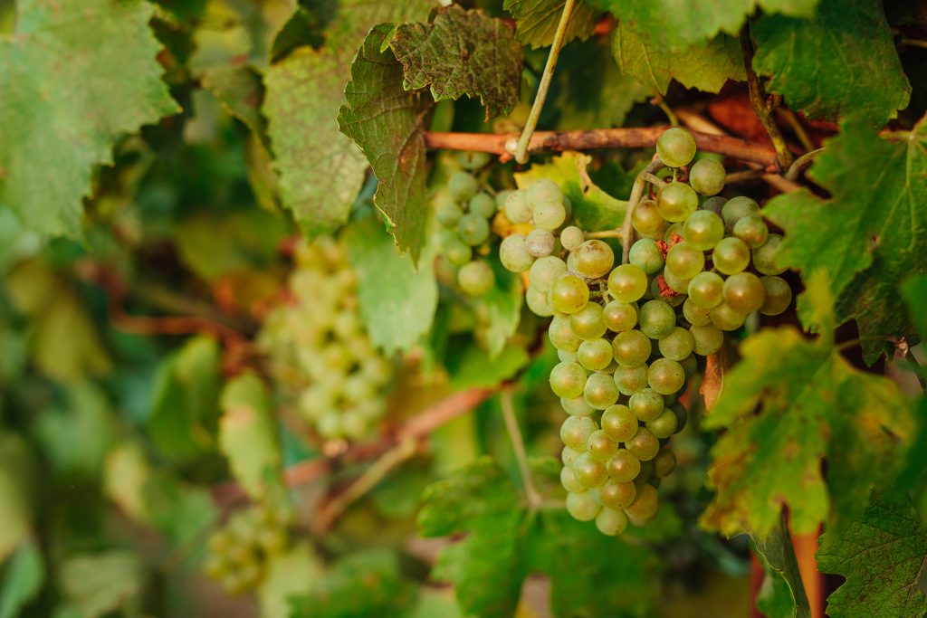 Arba Wine