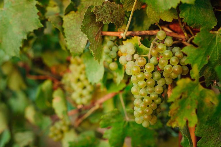 Arba Wine