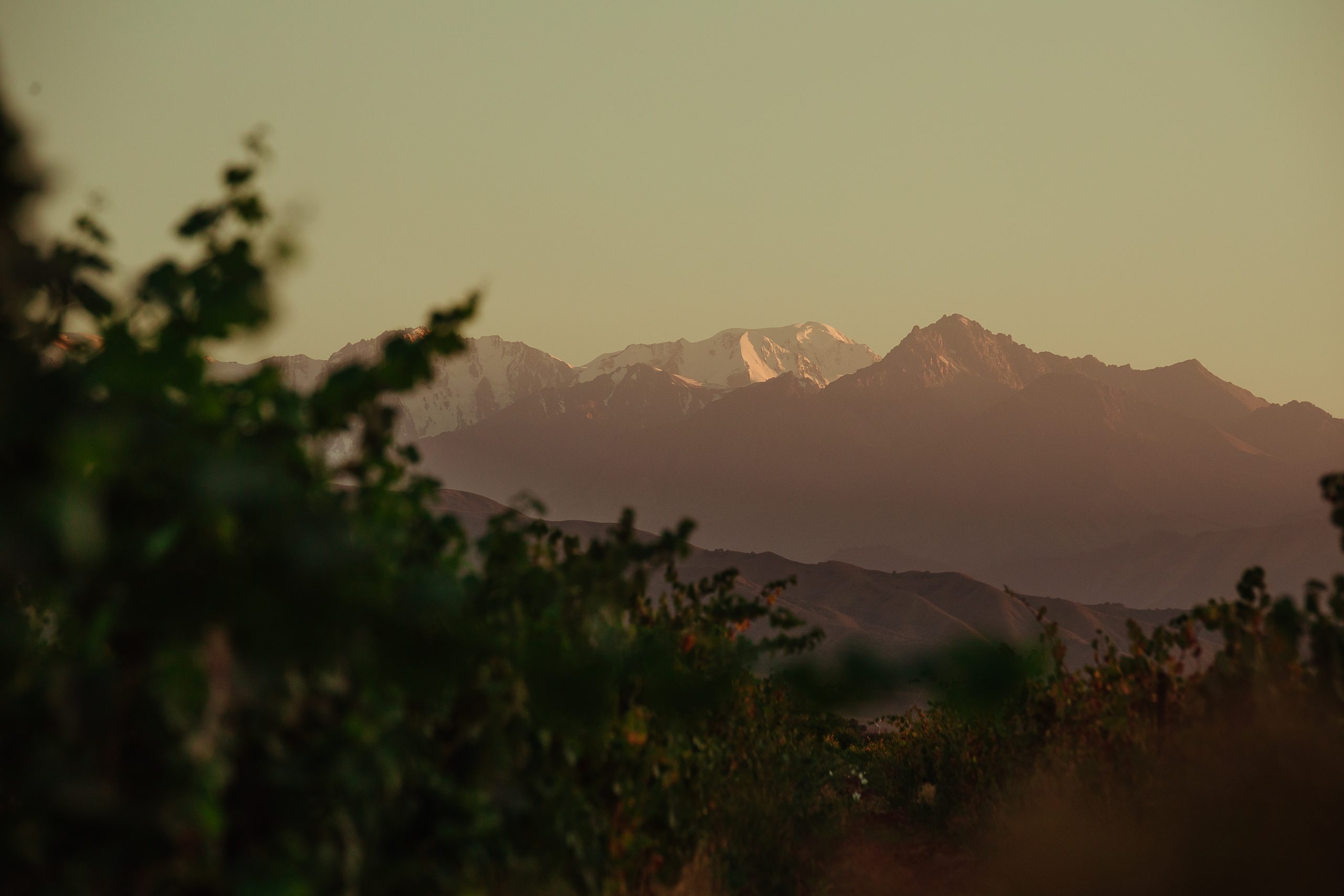 Arba Wine