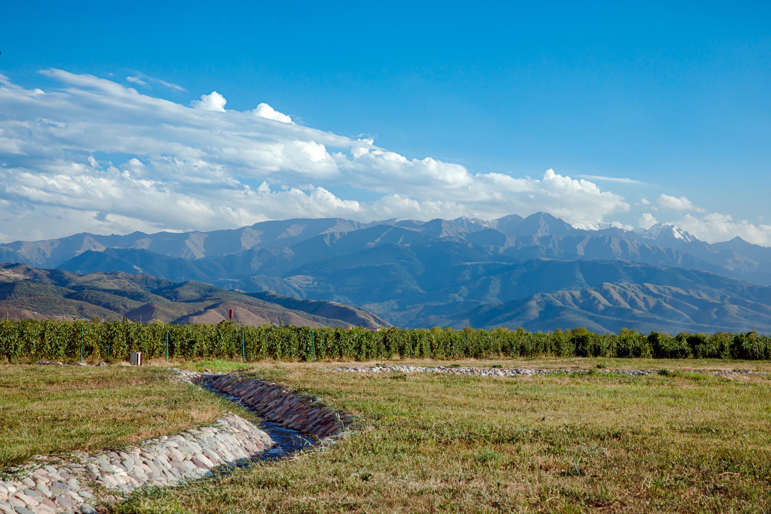 Arba Wine