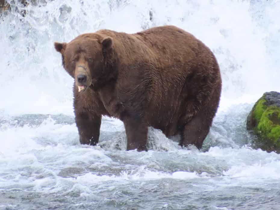 Fat Bear Week 2025