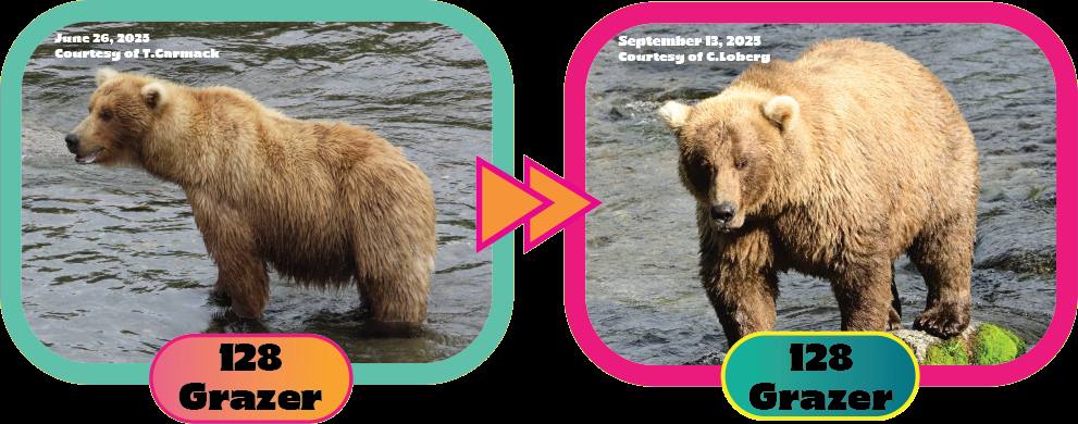 Fat Bear Week Grazer