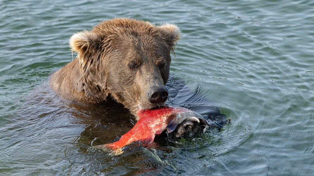Fat Bear Week