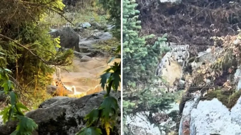 Снежный барс выбежал на туристок в горах Алматы
