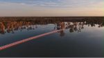 Шахъярдағы 300 мың гектар терек орманы