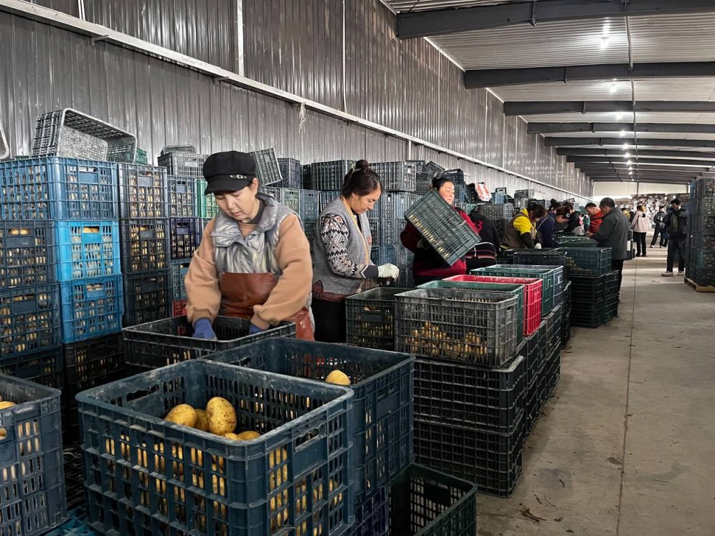 Байчэн картоп кластері